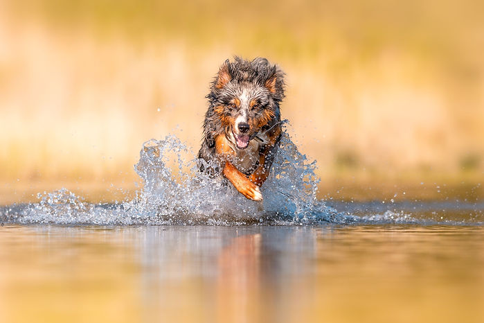 Høst bilde Dogfix Christina753.jpg