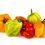 Thumbnail: Scotch Bonnet Pepper (x6)