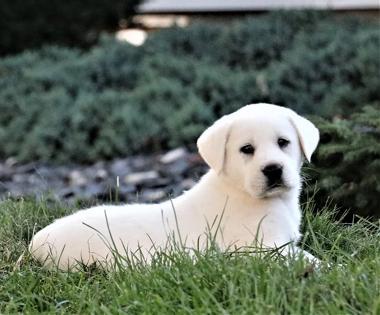 puppy pic 4.webp
