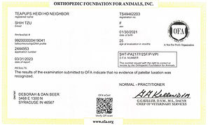 Patella OFA.jpeg