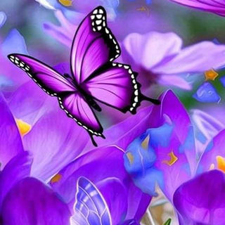 Butterfly 154-335148850_1235158770770928_3072789336993940890_n.jpg