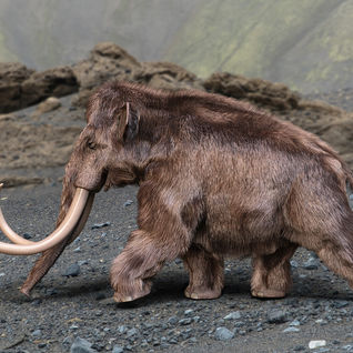 00046-midnight-stories-woolly-mammoth.jpg