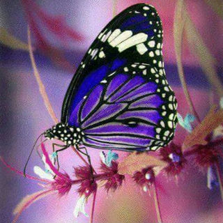 Butterfly 23-844e99fc157b56a232fe0abca11d6802.jpg