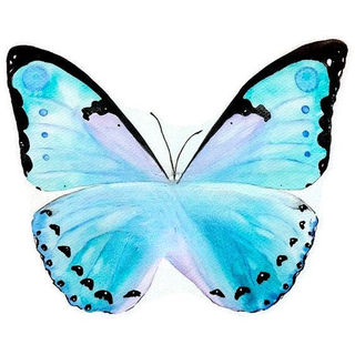 Butterfly 55-ce00fae600bd9e030a95dce153733163_inPixio.jpg