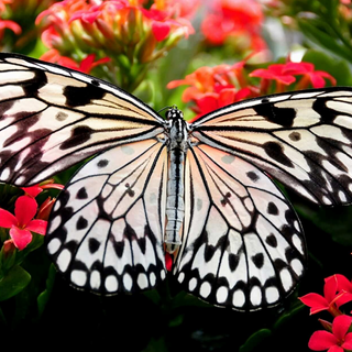 Butterfly 377-share362126391509094889-3-29-23.png