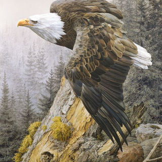 Eagle-219-331151204_6032039580208595_1375656983777230145_n.jpg