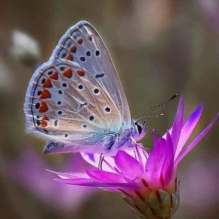 Butterfly 167-336694905_1276523256608354_4437236288153715336_n.jpg