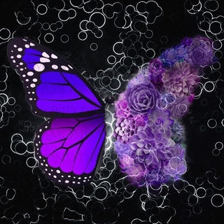 Butterfly 153-335146391_225332613400171_4177792524896788075_n_inPixio.jpg