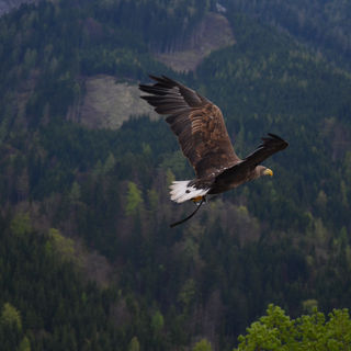 00097_animal-bald-eagle-bird-53587.jpg