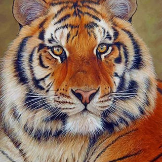 00066-beautiful-siberian-tiger-paint-by-number.jpg