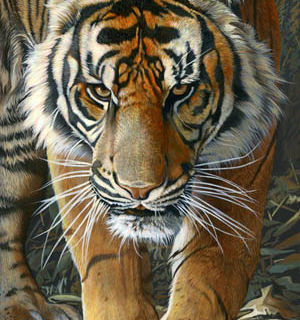 00074-Tiger.jpg