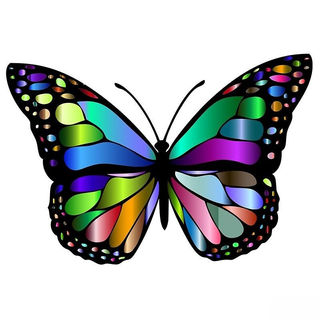 Butterfly 11-5fb70208d428eedad126f1df10edf490_inPixio.jpg