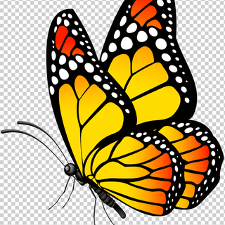 Butterfly 113-Butterfly, Butterfly Yellow, brush Footed Butterfly, symmetry, morpho png.pn