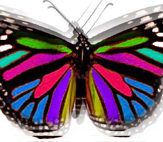 Butterfly 218-monarch.jpg