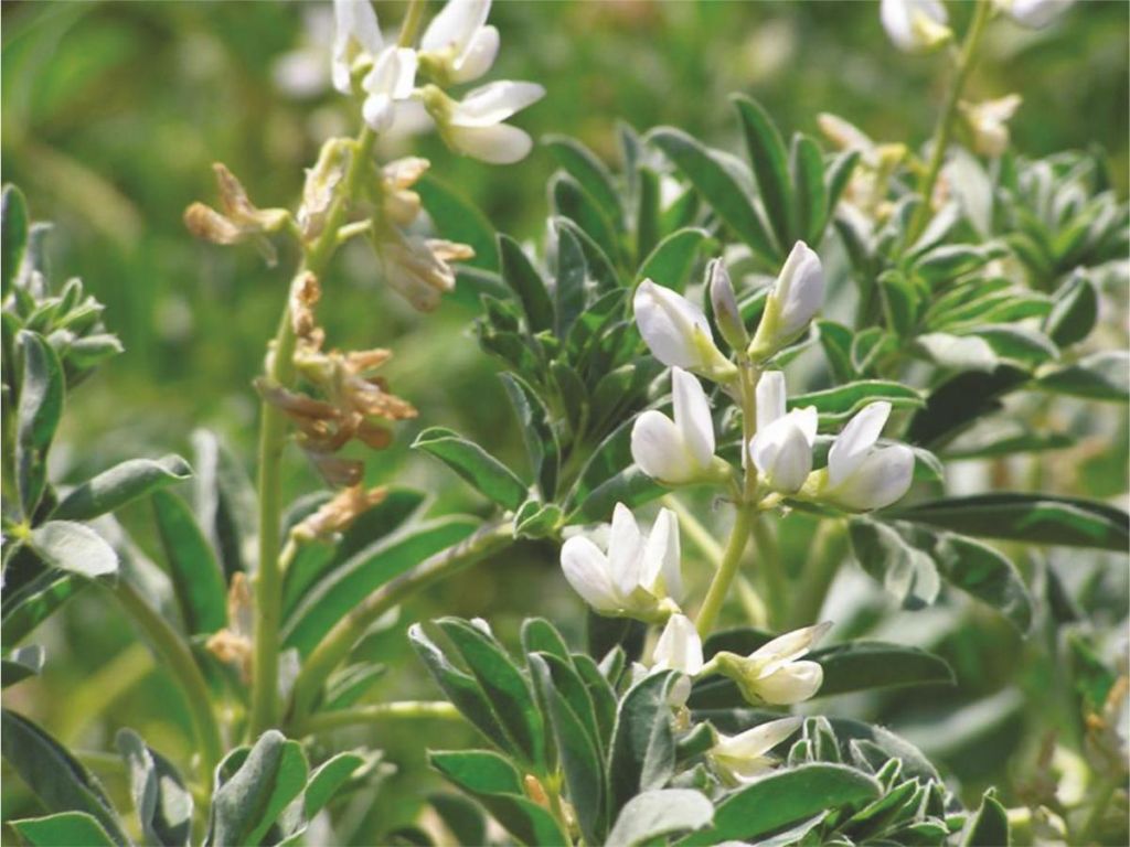 NELLY/MULTITALIA/BUTAN