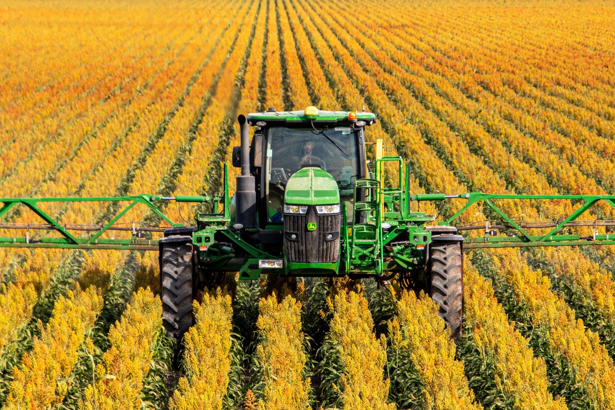 A cirok gyomírtása