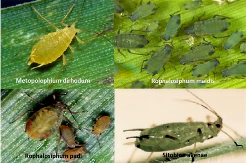 A cirok növényvédelme - kártevők I.