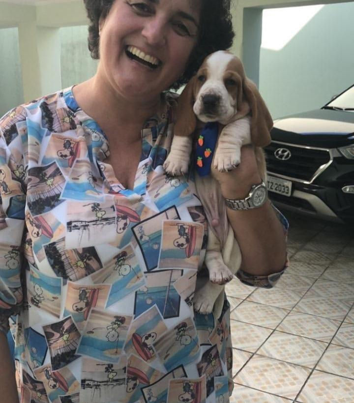 Basset Hound