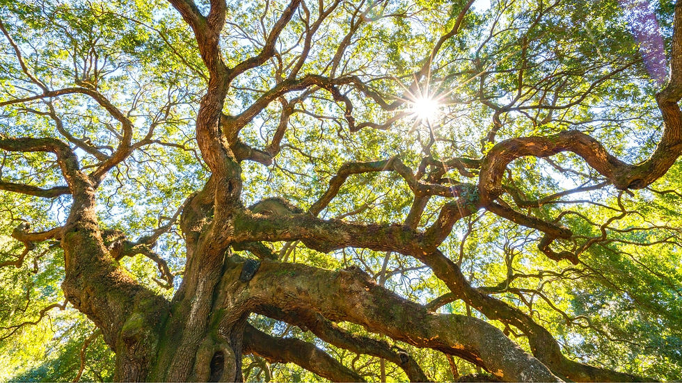 angel oak tree.jpg