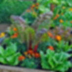 Fall Into Gardening: A Guide to Fall Vegetables