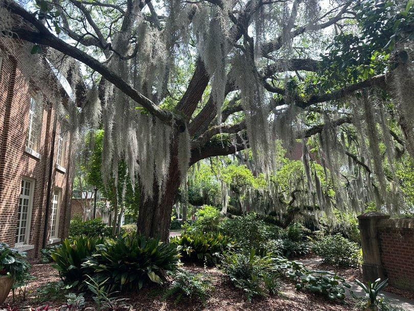 A Walking Tour of the MUSC Arboretum