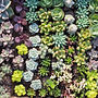 succulents.jpg