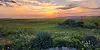 native landscape bto web.webp