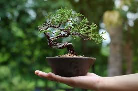Living Sculpture: Bonsai for Beginners