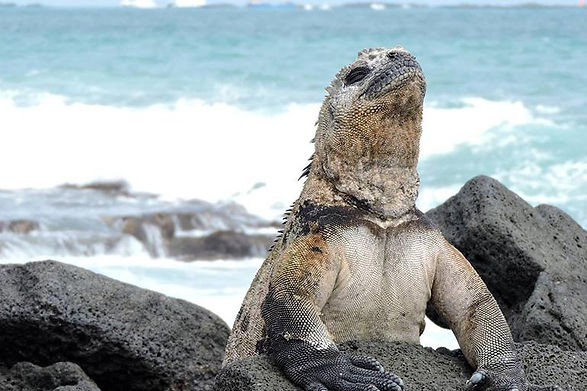 galapagos-land-tours.jpeg