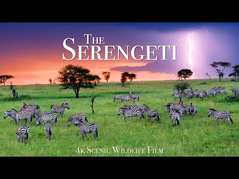 SERENGETI TANZANIA
