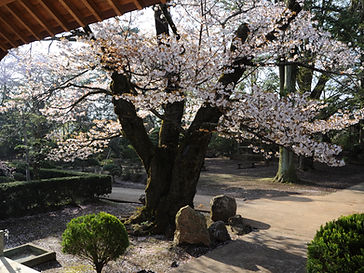 四季の風景(春).JPG