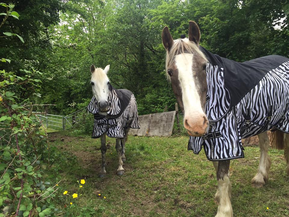 Home Sunnybank Riding School BHS Approved