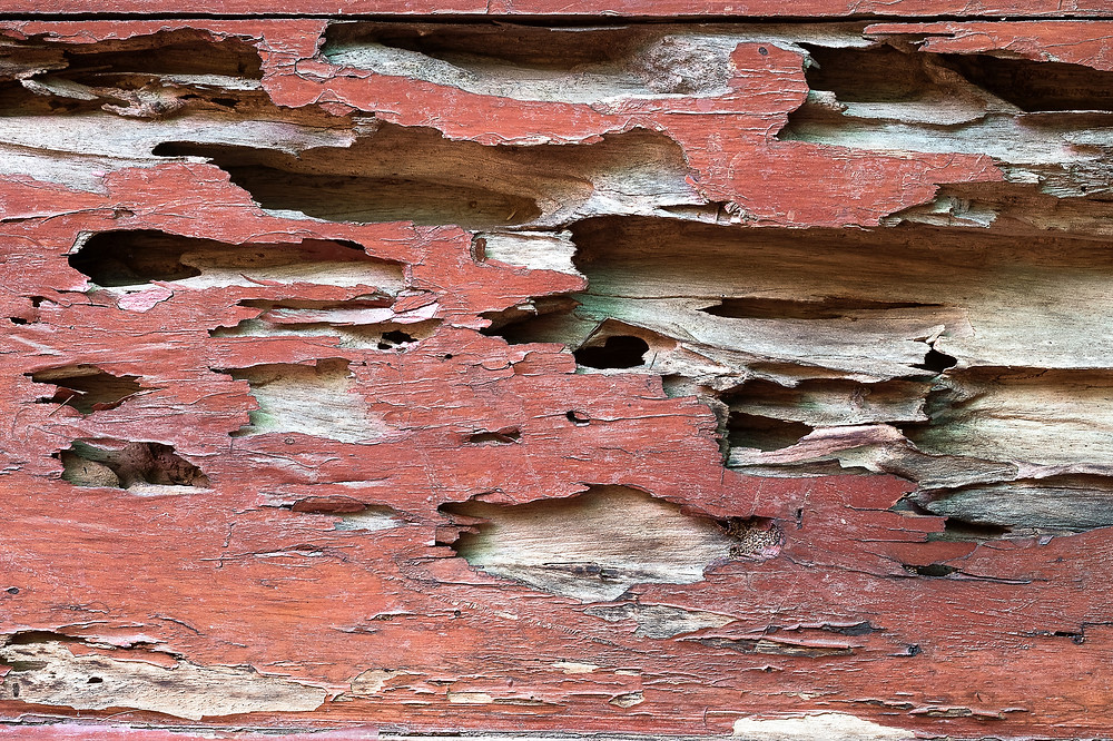 Termite vs White Ants