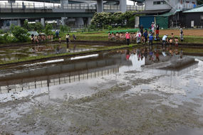 田植え遠足