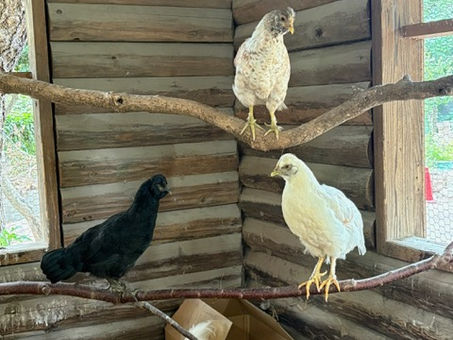 長野からニワトリを譲り受けてきました!