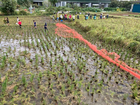 有志・モチ米刈り