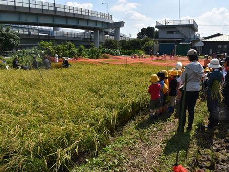 稲刈り遠足