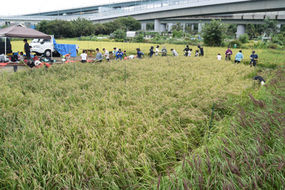 有志・黒米刈り