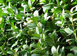 shrub1.jpg