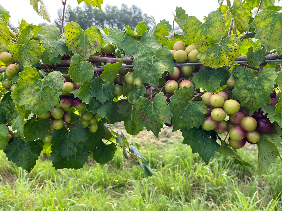 Thumbnail: Grape Juice | Muscadine or Scuppernong
