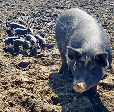 Piglets-4.jpg