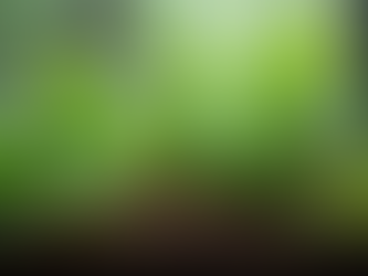 Top Five Benefits of a Bioactive Terrarium