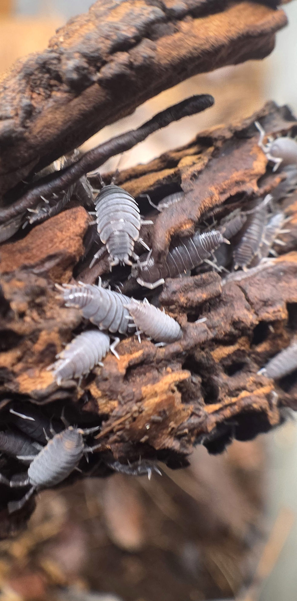 Thumbnail: Isopods Grey -  Porcellio scaber