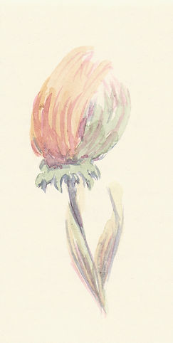 Flor de Cardo 02.jpg