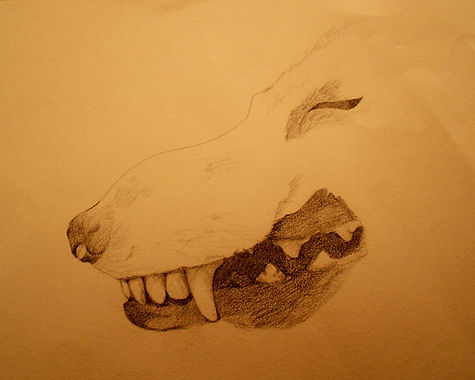 Lobo muerto - Death Wolf.jpg