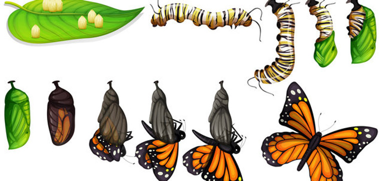 transform 3.jpg