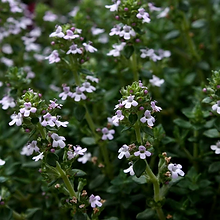 thyme-1421488_960_720.webp