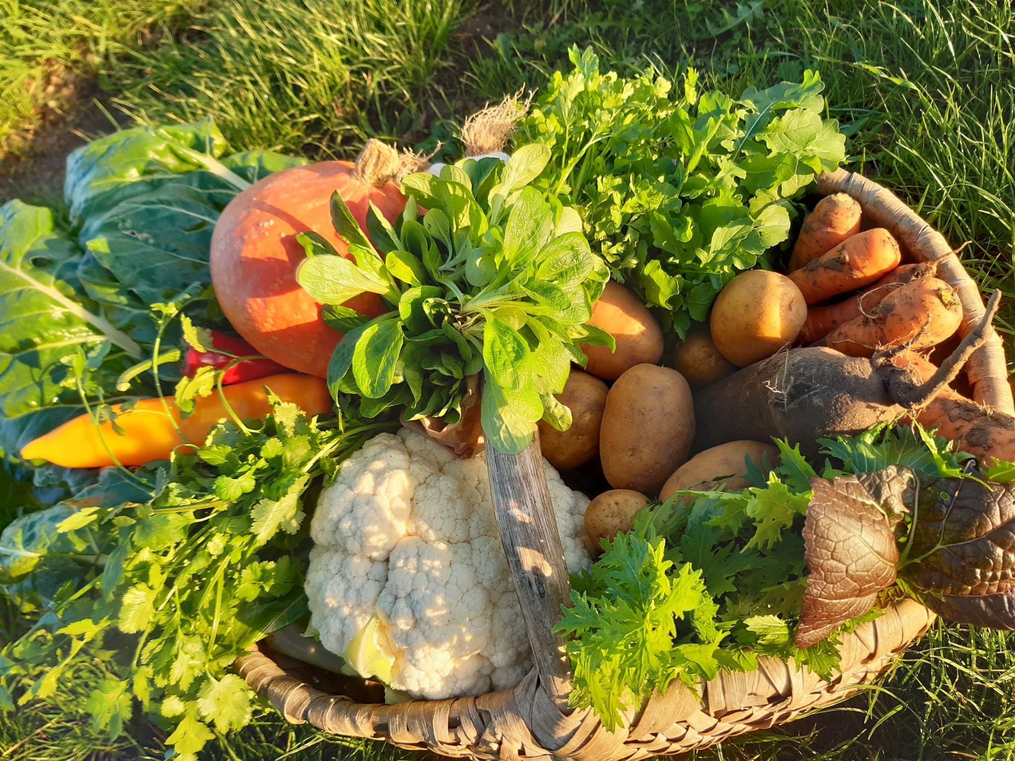 Un demi-panier de légumes bio