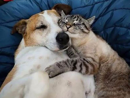 Caissie Canine Instruction: Helping Cats and Dogs Get Along