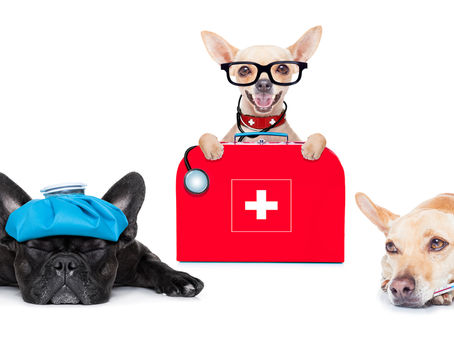 Caissie Canine Instruction: K9 First Aid and C.P.R.